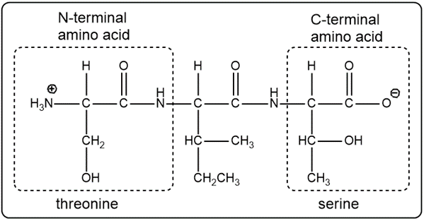 Labeled tripeptide with threonine as N-terminal and serine as C-terminal amino acid.