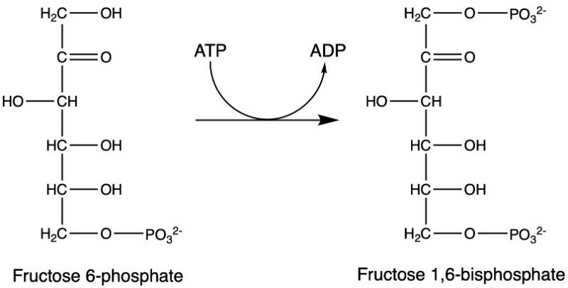 Chemical structures of Fructose 6-phosphate and Fructose 1,6-bisphosphate with ATP and ADP.
