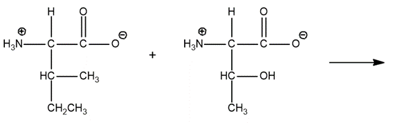 Condensation reaction of two amino acids forming a peptide bond.
