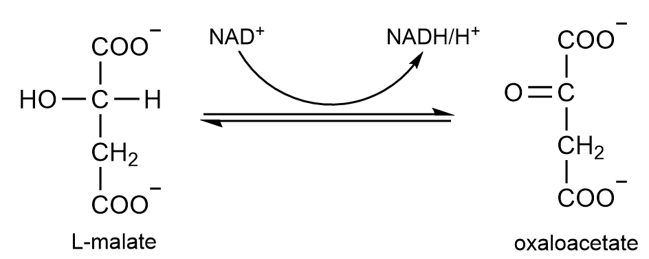 Chemical reaction diagram showing L-malate converting to oxaloacetate with NAD+ and NADH.