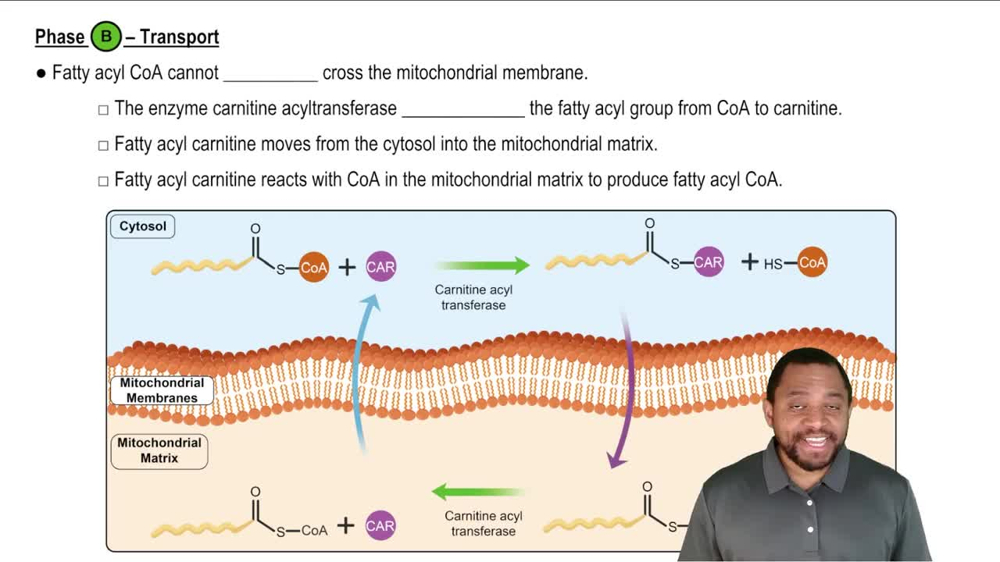 Oxidation of Fatty Acids Concept 2