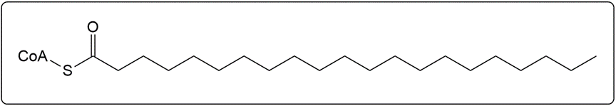 Activated arachidic acid (20:0) structure for β-oxidation, showing CoA attachment.