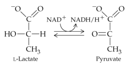 Chemical reaction diagram showing the conversion between L-Lactate and Pyruvate with NAD+ and NADH/H+ involvement.