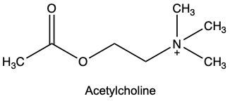 acetylcholine structure