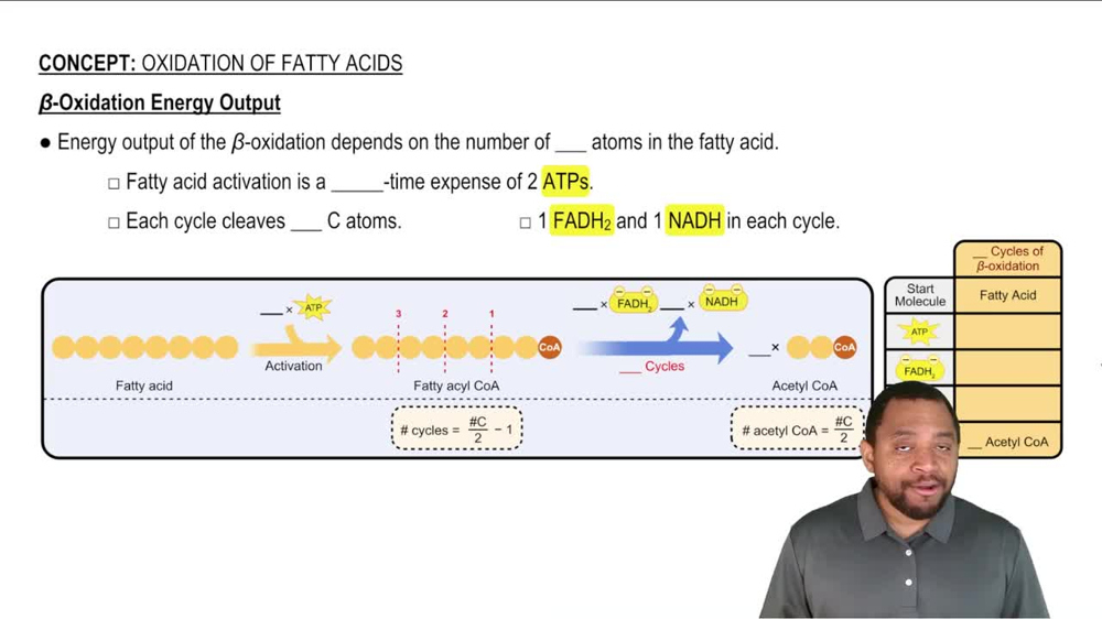 Oxidation of Fatty Acids Concept 8