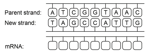 Diagram showing parent and new DNA strands with mRNA synthesis question.