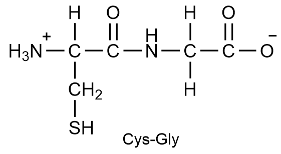 Peptide structure showing Cys-Gly with N-terminus and C-terminus labeled.