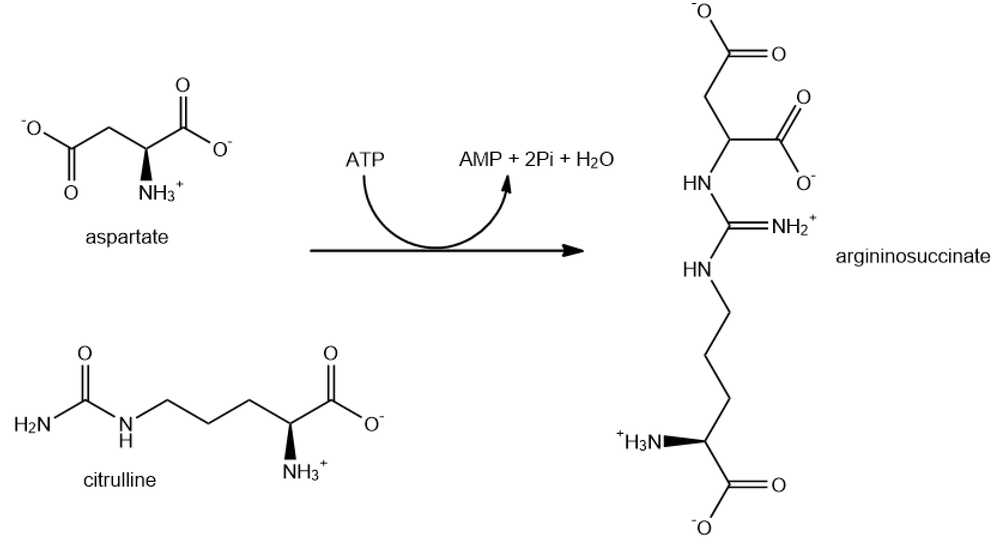 Diagram illustrating step 2 of the urea cycle forming argininosuccinate from aspartate and citrulline.
