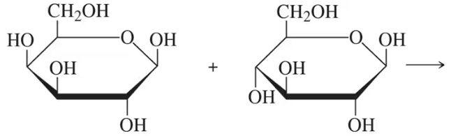 Two carbohydrate structures undergoing a 1→4 condensation reaction to form a glycosidic bond, with an arrow indicating the product.