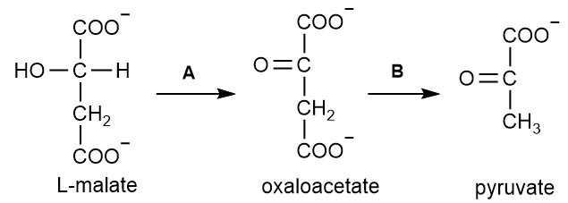 Chemical reaction diagram showing L-malate converting to oxaloacetate and then to pyruvate.