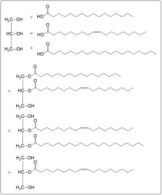 Hydrolysis of triacylglycerol showing products with hydroxyl groups.