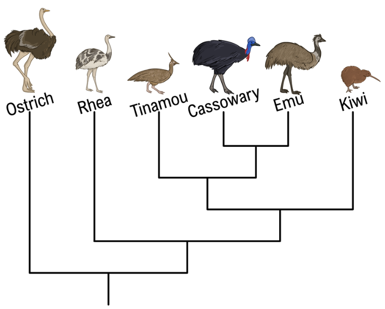 Phylogenetic tree showing evolutionary relationships among Ostrich, Rhea, Tinamou, Cassowary, Emu, and Kiwi birds.
