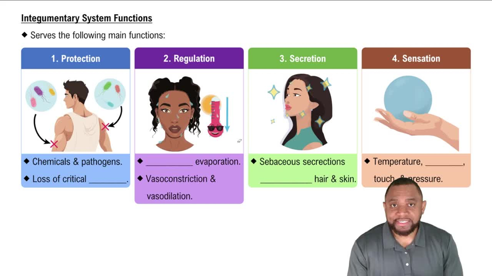 Integumentary System Functions Concept 2