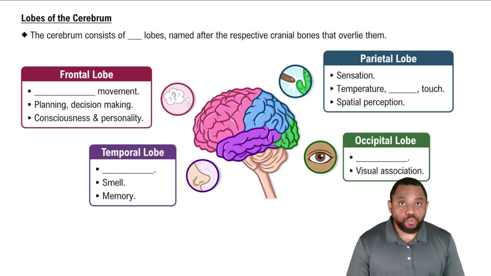 Lobes of the Cerebrum Concept 3