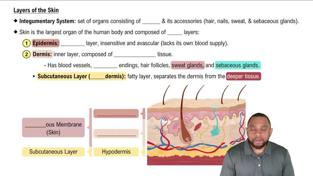 Layers of the Skin Concept 1