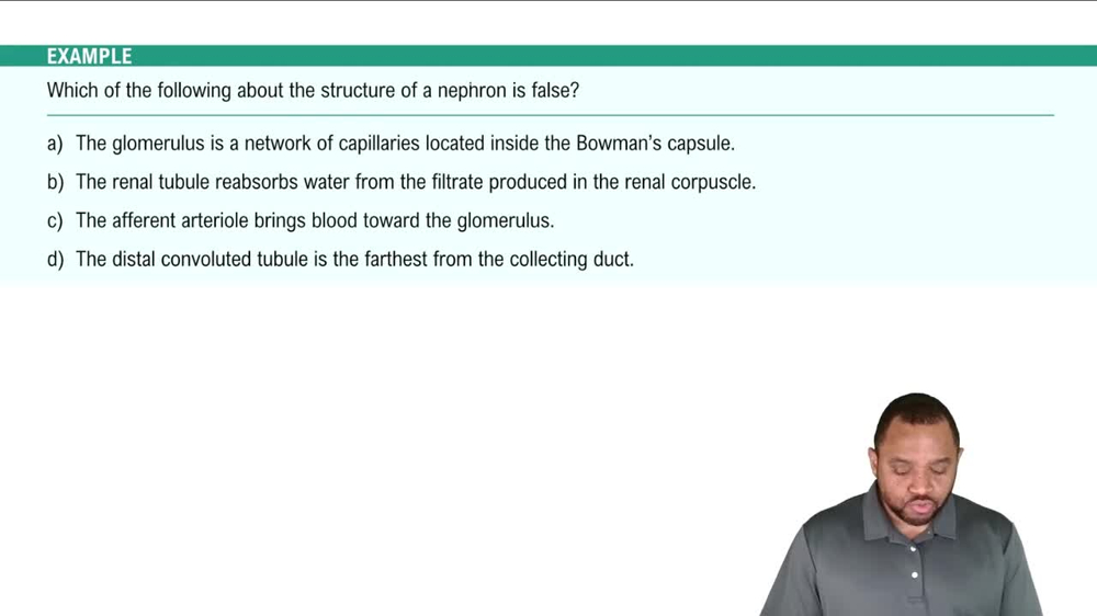 Structure of Nephron Example 3