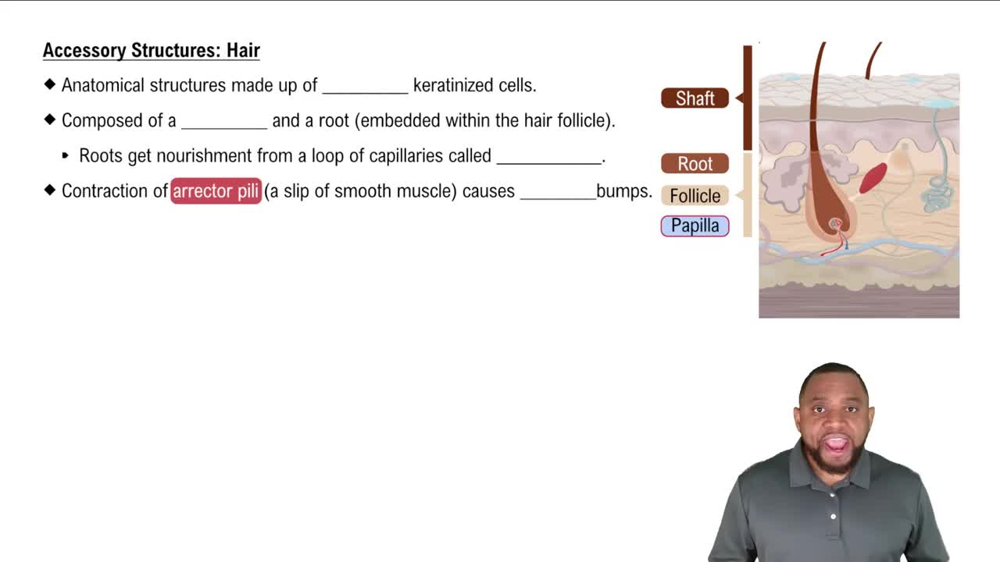 Accessory Structures: Hair Concept 3