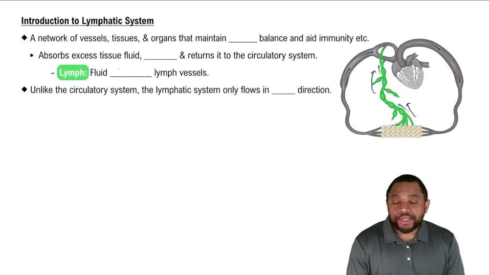 Introduction to Lymphatic System Concept 1