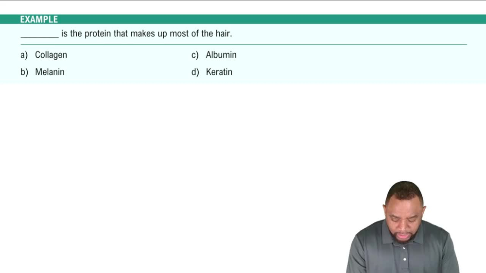 Accessory Structures: Hair Example 3