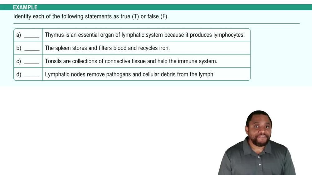 Lymphatic System Components Example 2