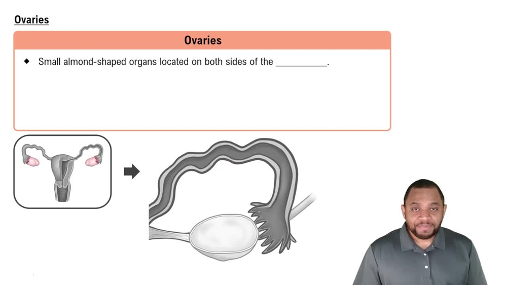 Ovaries Concept 2