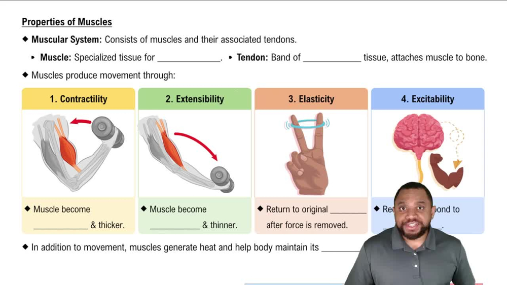 Properties of Muscles Concept 1