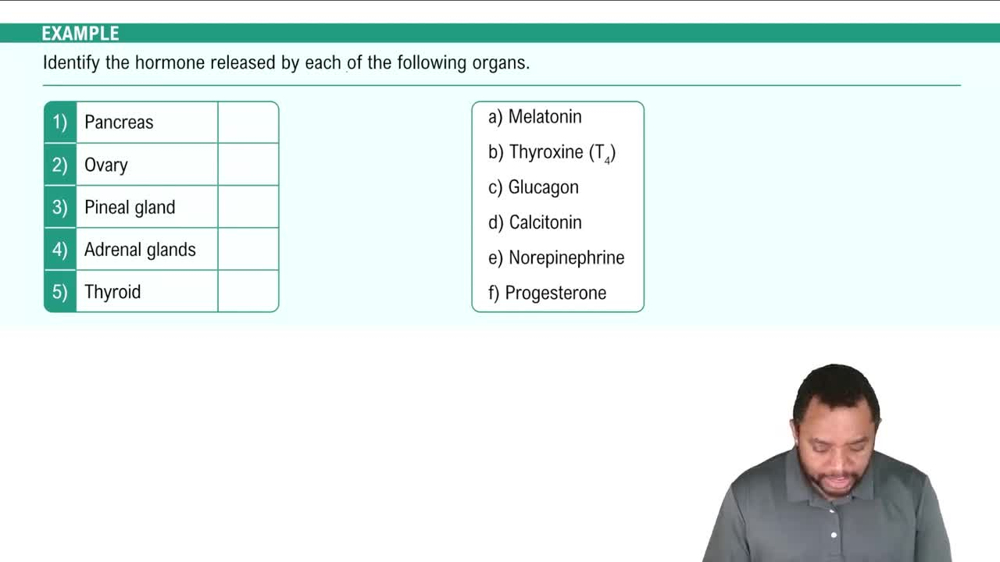 Major Hormones Overview Example 3