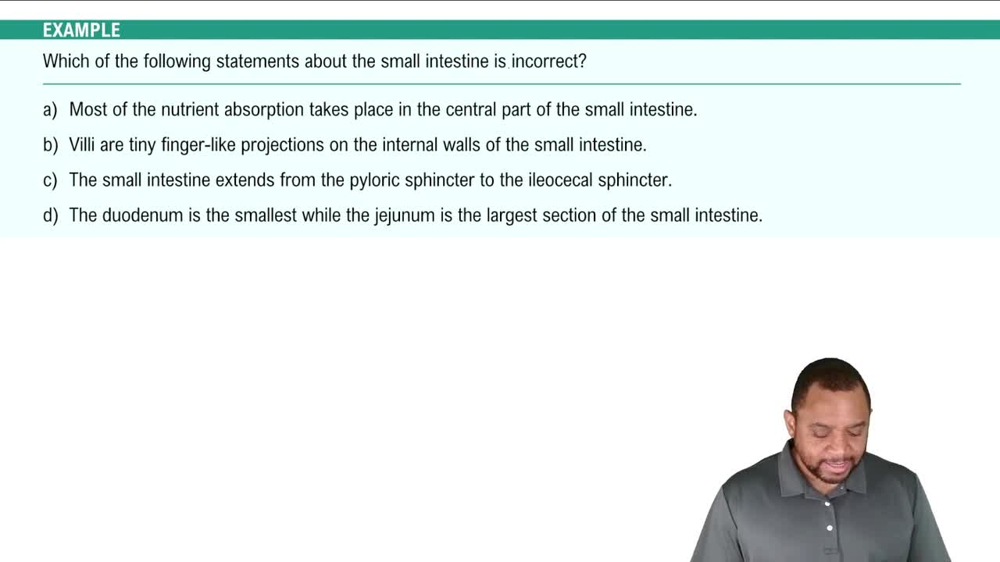 Small Intestine Example 4
