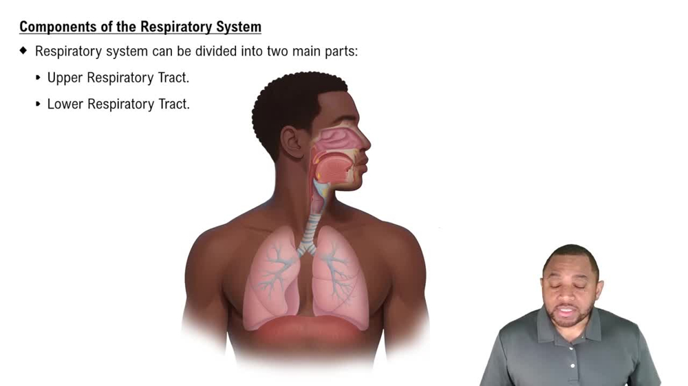 Components of the Respiratory System Concept 2