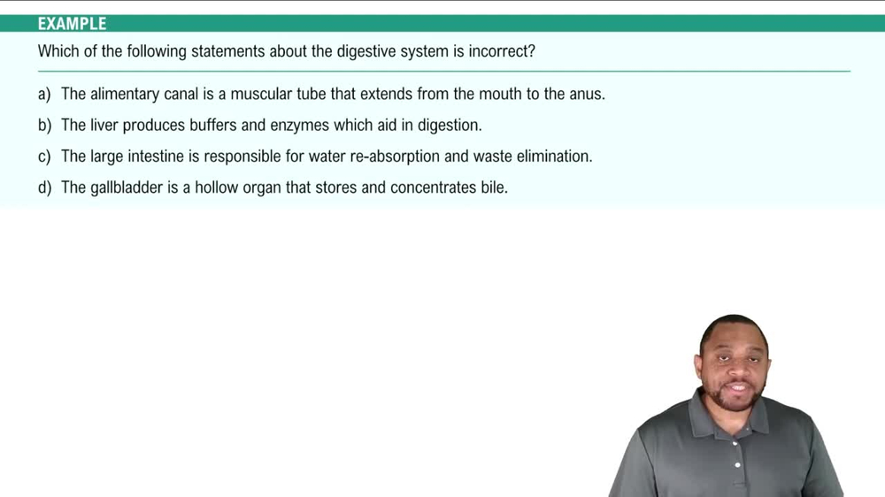Organs of the Digestive System Example 1