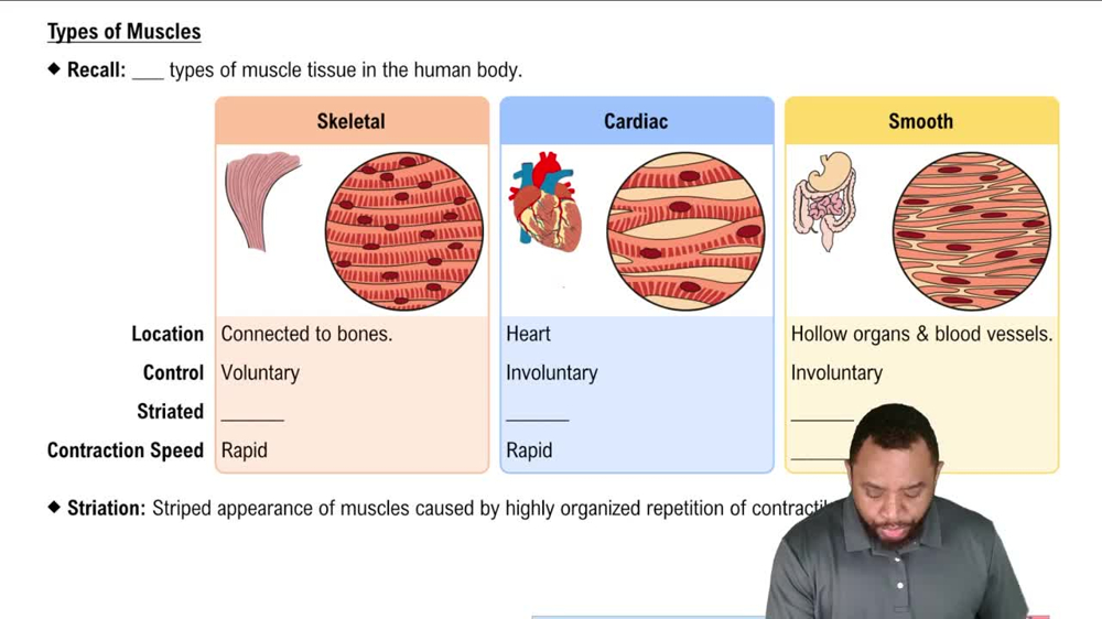 Types of Muscles  Concept 2