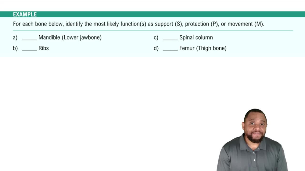 Functions of the Skeletal System Example 1