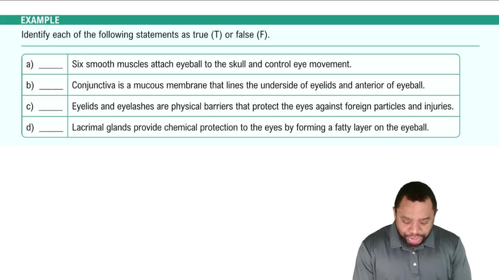 Introduction to the External Eye Structures Example 1