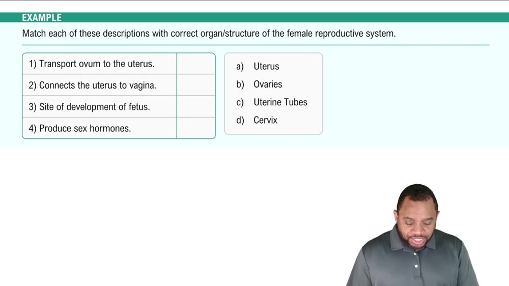Introduction to Female Reproductive System Example 1