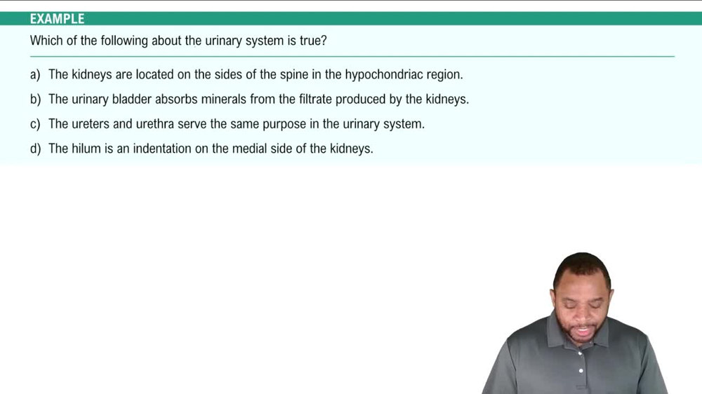 External Anatomy of Kidney Example 1