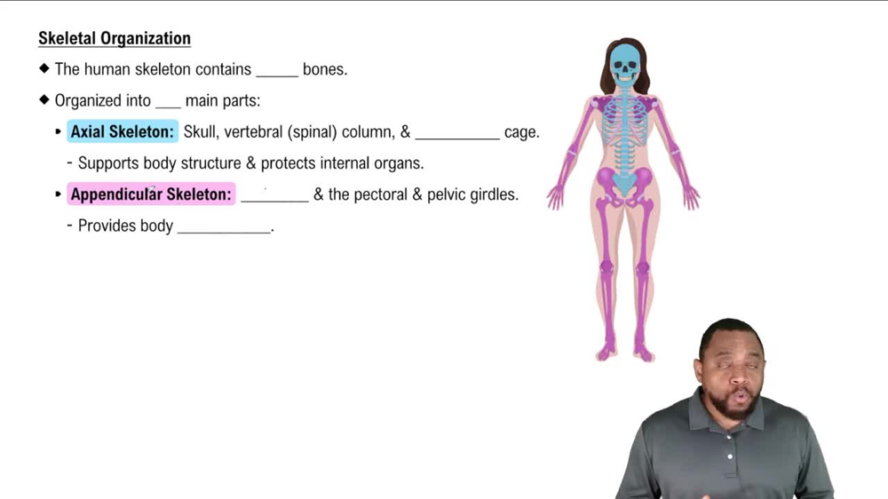 Skeletal Organization Concept 1