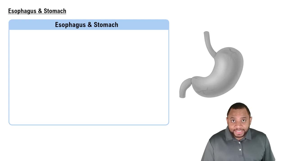 Esophagus & Stomach Concept 3