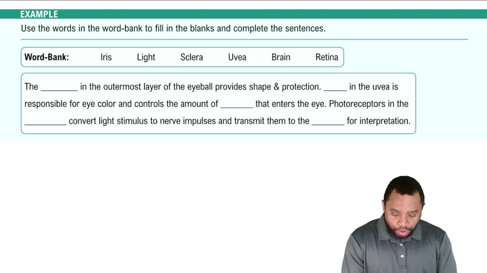 Structure of the Eyeball Example 2