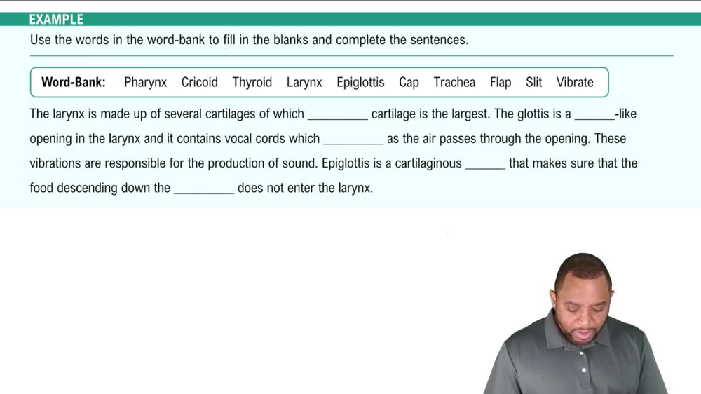 Upper Respiratory Tract: Larynx Example 4