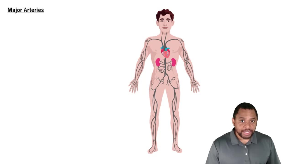 Major Arteries Concept 1