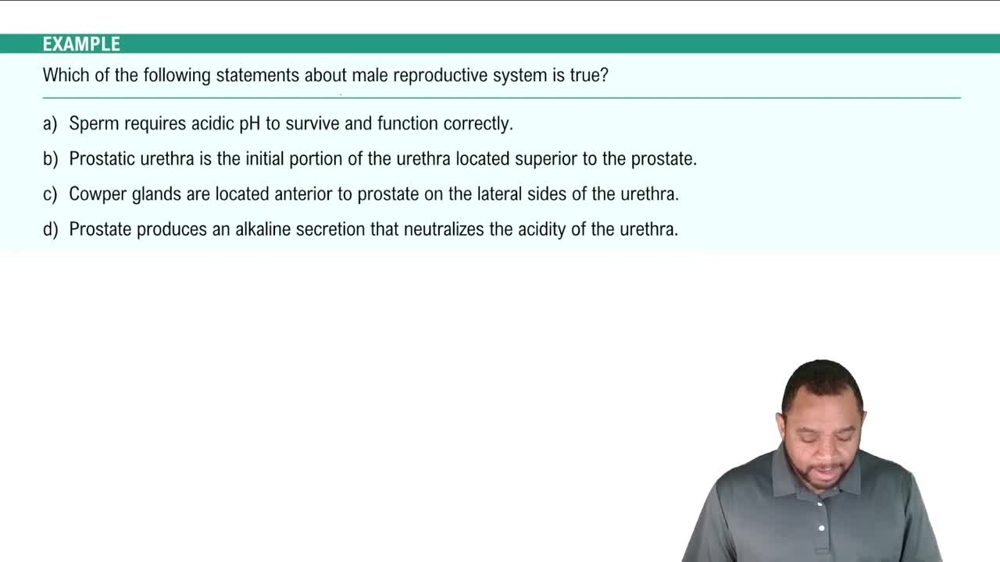 Internal Genitalia: Prostate and Bulbourethral Glands Example 5
