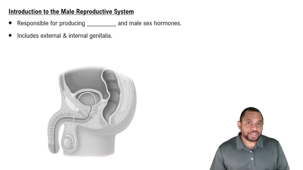 Introduction to Male Reproductive System Concept 1
