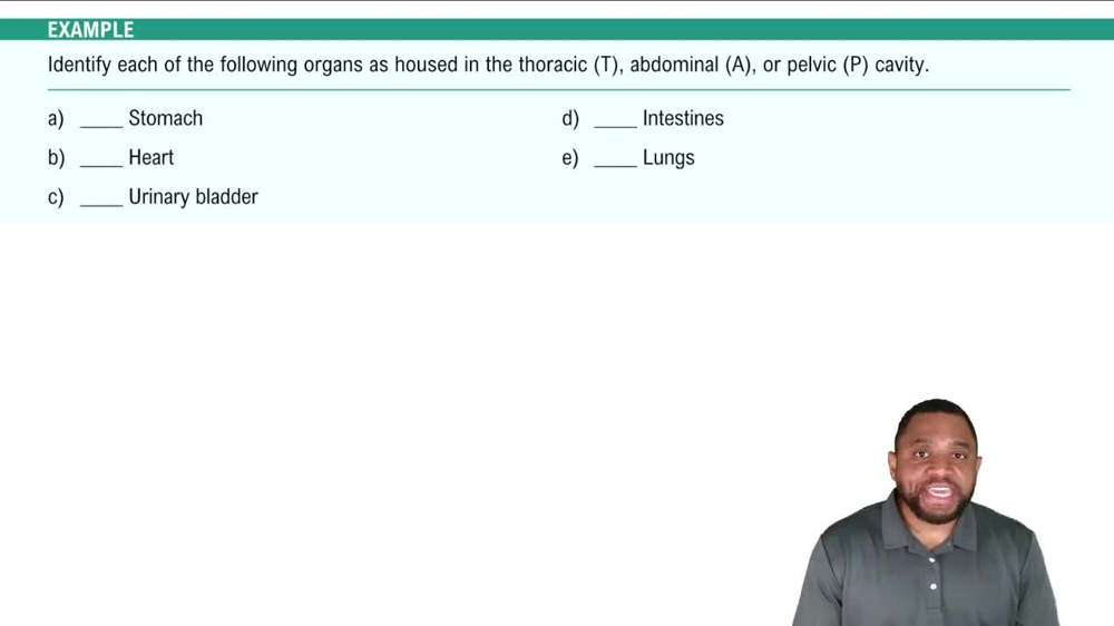 Ventral Body Cavities Example 1