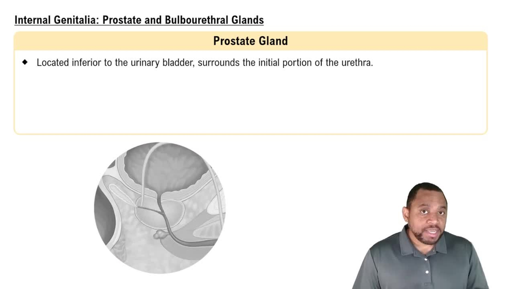Internal Genitalia: Prostate and Bulbourethral Glands Concept 5