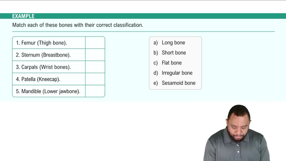 Classification of Bones Example 2