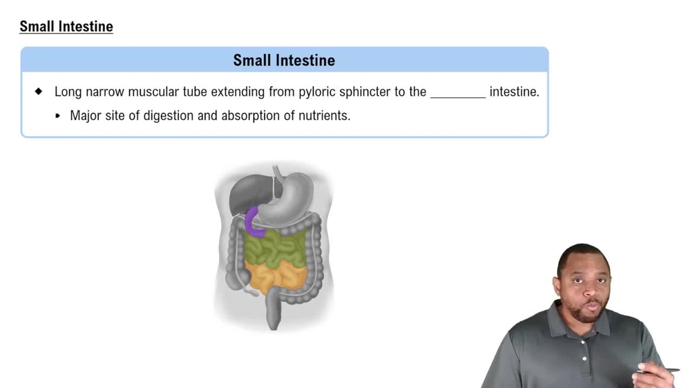 Small Intestine Concept 4