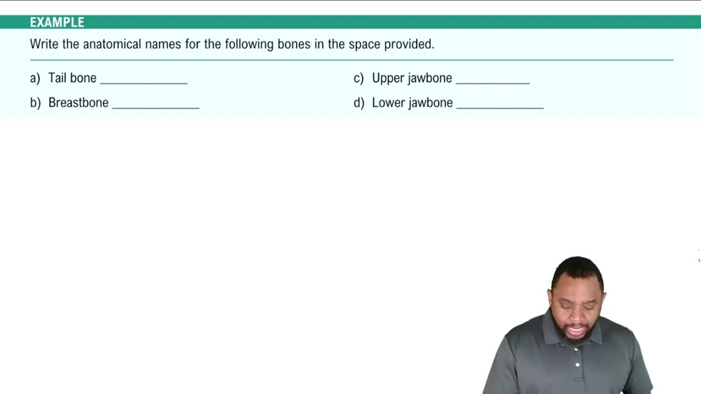 Major Bones of the Axial Skeleton Example 2