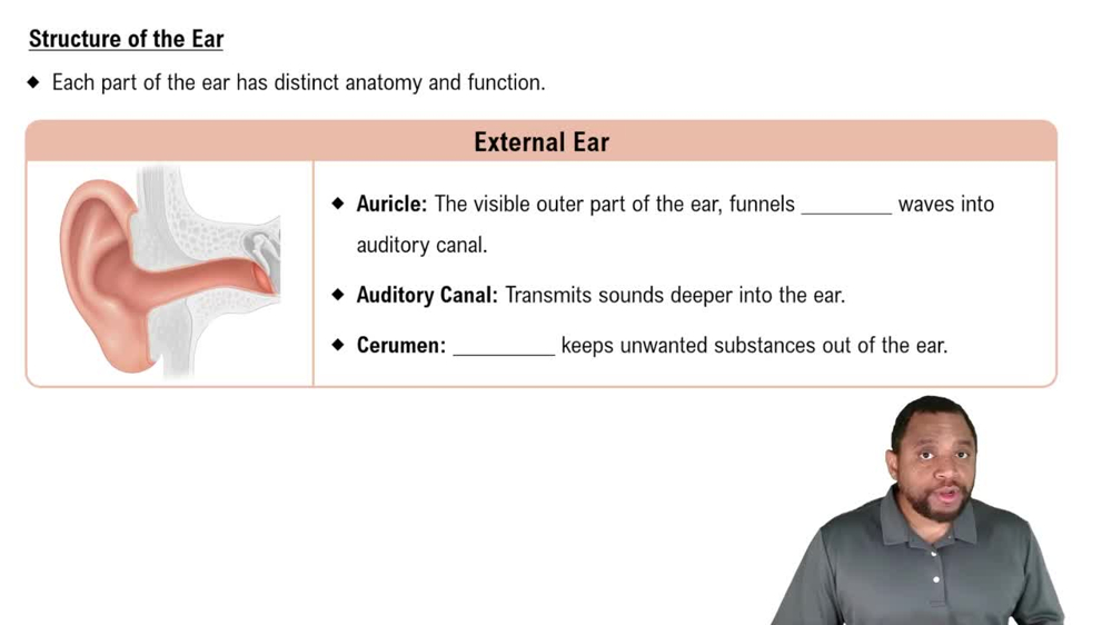 Structure of the Ear Concept 2