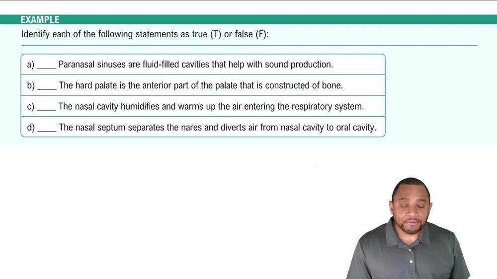 Upper Respiratory Tract: Nasal Cavity Example 2