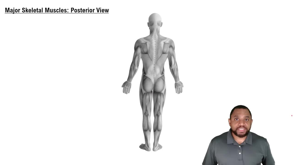 Major Skeletal Muscles: Posterior View Concept 4